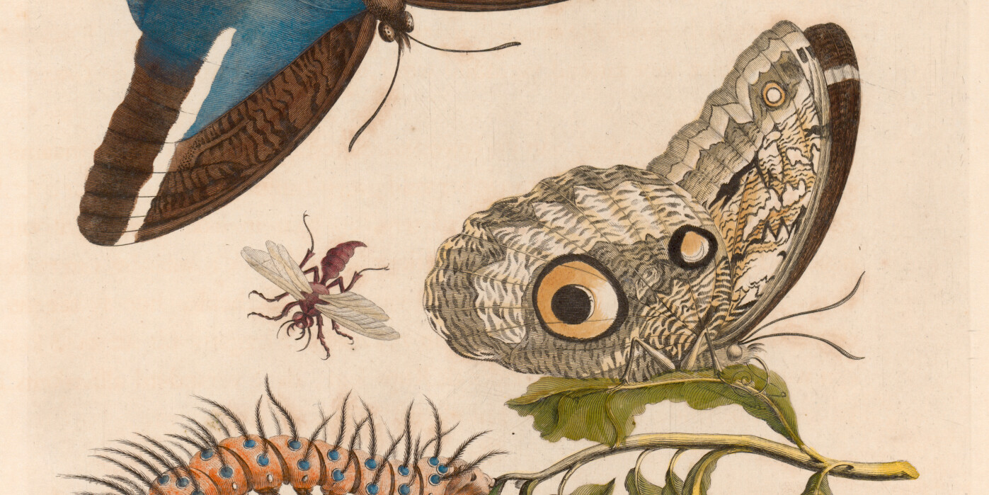 Maria Sibylla Merian_Suriname ©Uni-Bib Frankfurt a.M.