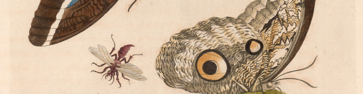 Maria Sibylla Merian_Suriname ©Uni-Bib Frankfurt a.M.